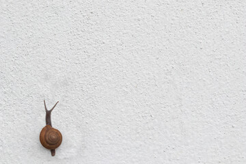 Close up lonely Asian brown snail slowly walking on rough and grain white cement wall background