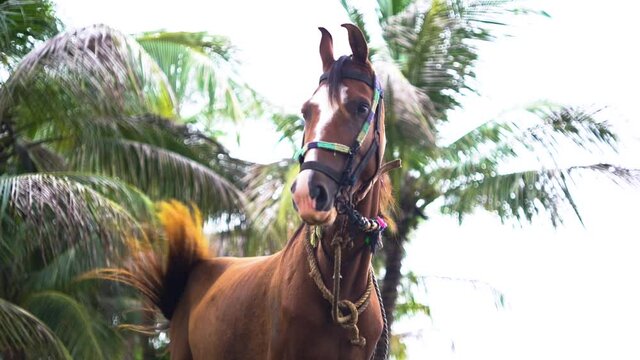 Beautiful young female brown horse