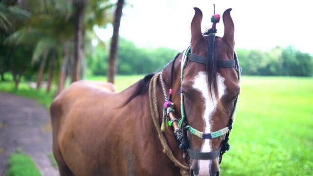 Beautiful young female brown horse