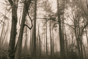 2020-12-13 THE FOREST ON MERCER IALND IN A THICK FOG IN BLACK AND WHITE