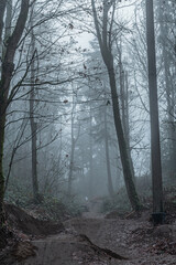 Fototapeta premium 2020-12-13 A BMX TRACK WINDING THROUGH TREES AND HEAVY FOG