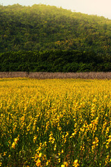 Obraz premium Landscape of sunn hemp flowers fields in full bloom.
