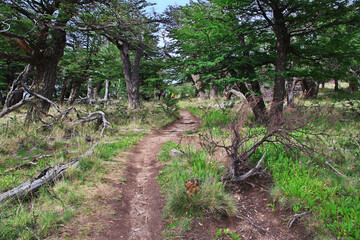 Hiking on Los Glacier national park Fitz Roy, El Chalten, Patagonia, Argentina
