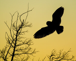 Short Eared Owl hunting over the Prairie
