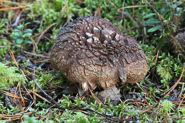 Sarcodon aff.  scabrosus, known as Bitter Tooth fungus, wild mushroom from Finland