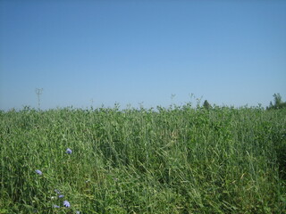 A flat, clear field of uncut grass on a clear, cloudless day.