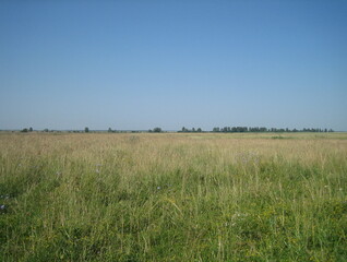A flat, clear field of uncut grass on a clear, cloudless day.