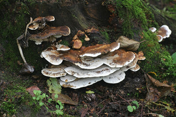 Bjerkandera fumosa, known also as Polyporus fumosus and Leptoporus imberbis, Big Smoky Bracket...