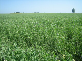 A flat, clear field of uncut grass on a clear, cloudless day.