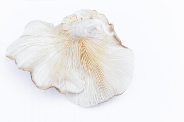 Oyster Mushroom (Phoenix Mushroom, Lung Oyster Mushroom) is a good choice of food for vegetarian. Close up of behind of oyster mushroom with white background.