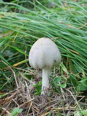 Volvopluteus gloiocephalus, known as the big sheath mushroom, stubble rosegill or  rose-gilled grisette, mushrooms from Finland