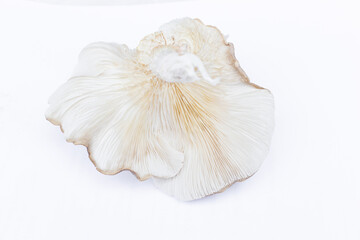 Oyster Mushroom (Phoenix Mushroom, Lung Oyster Mushroom) is a good choice of food for vegetarian. Close up of behind of oyster mushroom with white background.