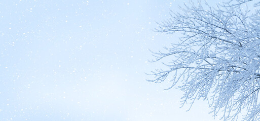 Fototapeta na wymiar Winter landscape with snowy tree over blue sky