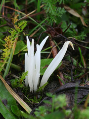 Clavaria fragilis, also called Clavaria vermicularis, commonly known as fairy fingers, white worm coral, or white spindles, wild fungus from Finland