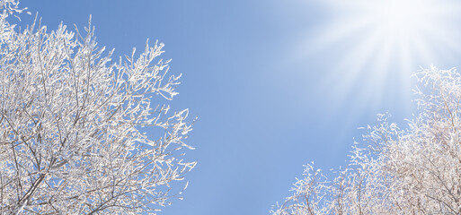 Naklejka premium Winter sky with snowy tree and sun
