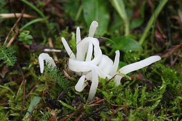 Clavaria fragilis, also called Clavaria vermicularis, commonly known as fairy fingers, white worm coral, or white spindles, wild fungus from Finland © Henri Koskinen
