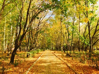 Fototapeta premium autumn in the park Осень