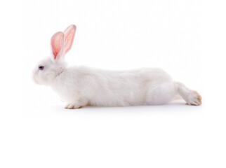 young white rabbit sitting isolated on white background