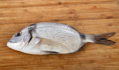 Diplodus vulgaris in studio