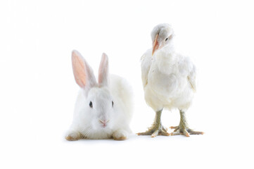 Young white hen with young white rabbit isolated on white background