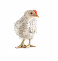 White and gray hen isolated on white background, Chicken isolated 