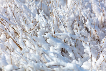 Snow on dry grass. Nature