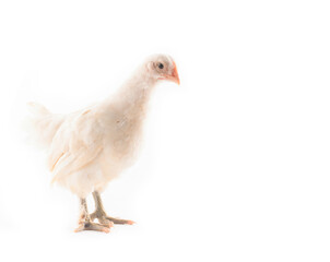 White hen isolated on white background, Chicken isolated on white.background