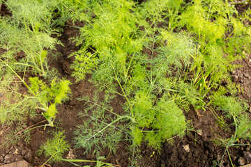 Obraz premium Green dill grows in the garden. Nature
