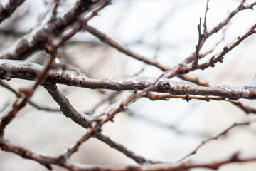 Trees covered with ice. Frosty winter without snow