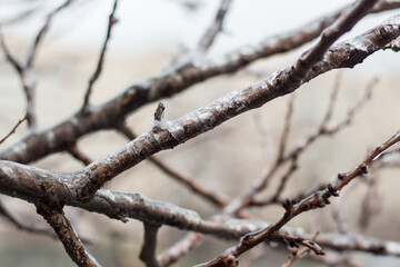 Trees covered with ice. Frosty winter without snow