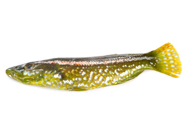 labrus viridis in studio