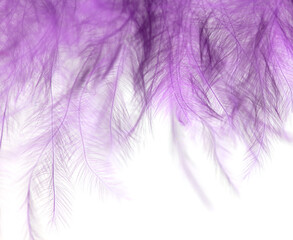 Obraz premium Purple feather isolated on white background.