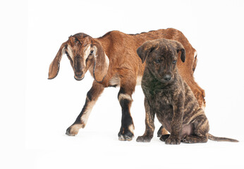 brown sitting dog a Goat on white background