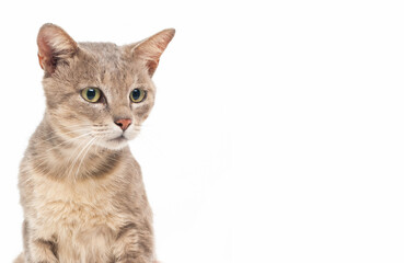 portrait of gray cat sitting on white background