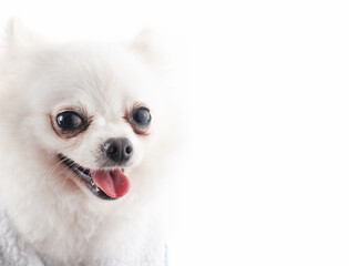 Portrait white puppy dog,border
