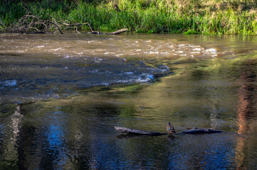 Pacific Black Duck On Log