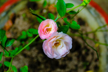Pinkish White Rose