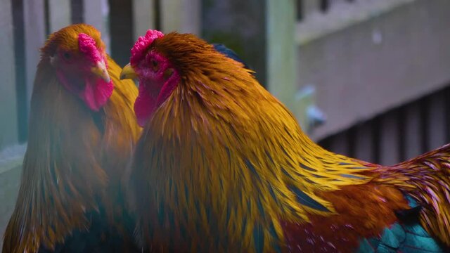 Close up of two roosters looking around