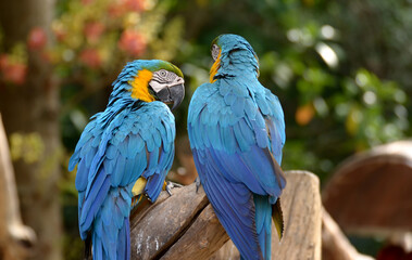 Blue and yellow macaw Perched on a branch in the forest Take pictures that are naturally beautiful.