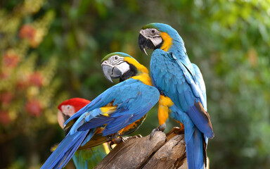 Blue and yellow macaw Perched on a branch in the forest Take pictures that are naturally beautiful.