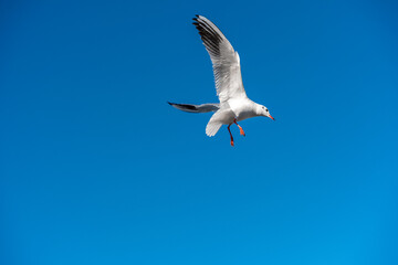 White seagull flies in the blue sky, seagull flies flying bird