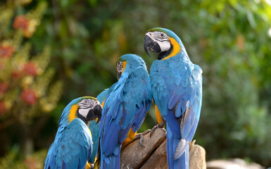 Blue and yellow macaw Perched on a branch in the forest Take pictures that are naturally beautiful.