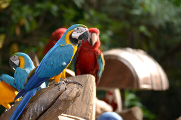 Blue and yellow macaw Perched on a branch in the forest Take pictures that are naturally beautiful.