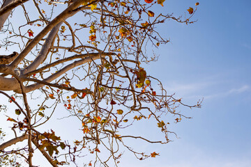Tree in spring season with sky background in sunset time.