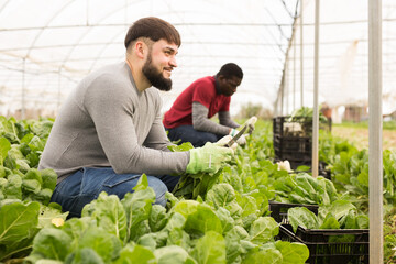 Male gardener picking mangold while gardening in greenhouse at sunny day. High quality photo