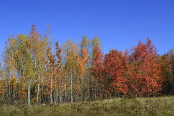 Fototapeta premium autumn forest осенний лес, Сибирь, Новосибирск