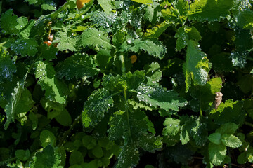 Imagen de hierbas del campo con gotas brillantes por el sol de la mañana. Fondo de naturaleza, ecología, sostenibilidad, frescura, vitalidad, salud.