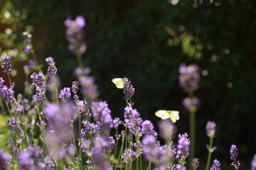 Buterfly cabbage butterfly on flower, macro. Pieris brassicae pollinating lavender in the garden.