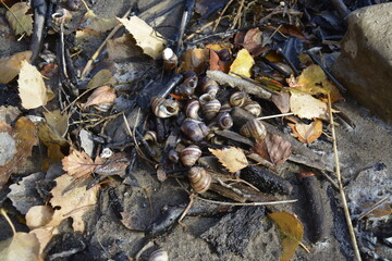 shells on the shore of the Ob sea
ракушки на берегу Обского моря, Новосибирск
