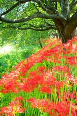 屋外の木漏れ日の中咲く彼岸花群生と新緑の桜の木縦構図